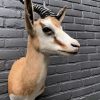 Taxidermy head of a springbok