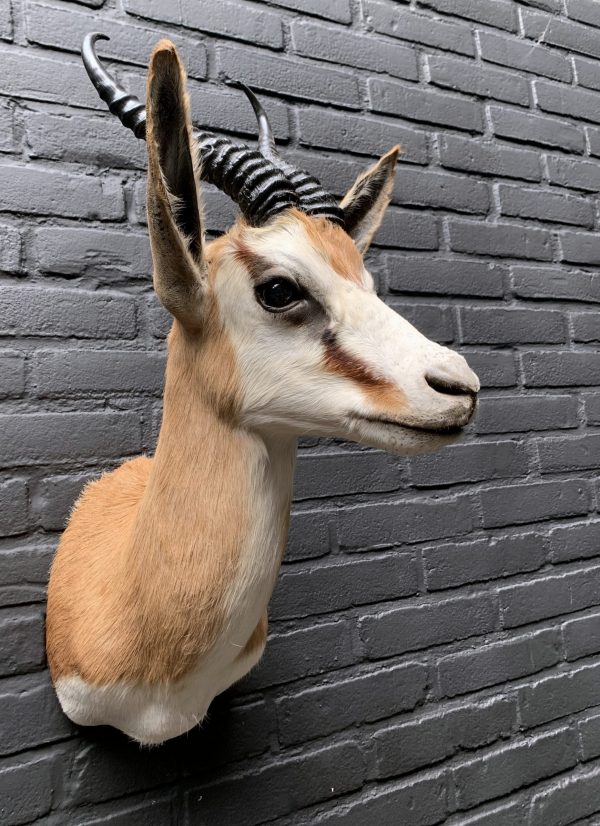 Taxidermy head of a springbok