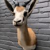 Taxidermy head of a springbok