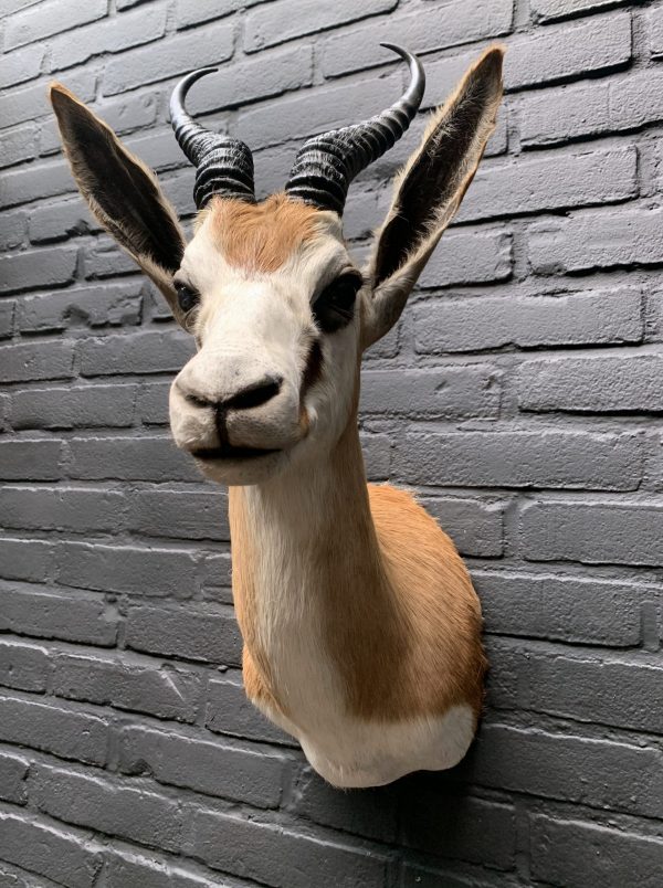 Taxidermy head of a springbok