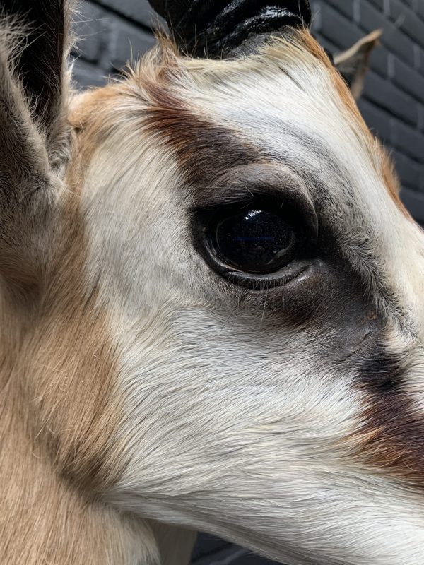 Taxidermy head of a springbok