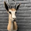 Recently emade taxidermy head of a springbok