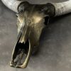 Huge metallized skull of a Watusi bull