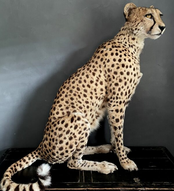 Opgezette Cheetah
