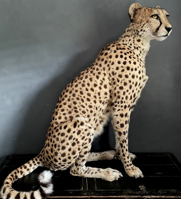 Taxidermy Cheetah.