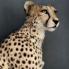 Recent opgezette Cheetah.