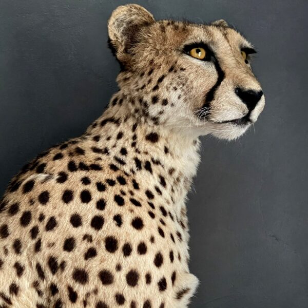Opgezette Cheetah