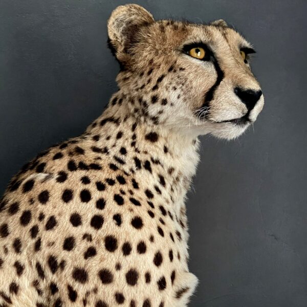 Taxidermy Cheetah.