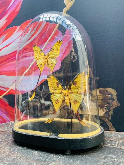 Antique oval dome with comet tail butterflies