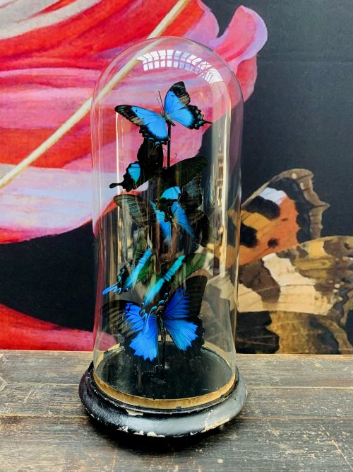 Antique dome with Petrol Papilio butterflies