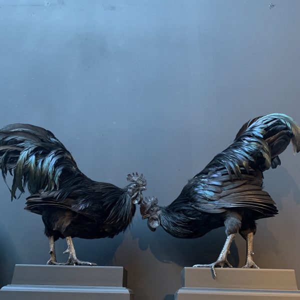 Mounted special Cemani rooster