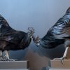 Opgezette bijzondere Cemani haan. Opgezette haan