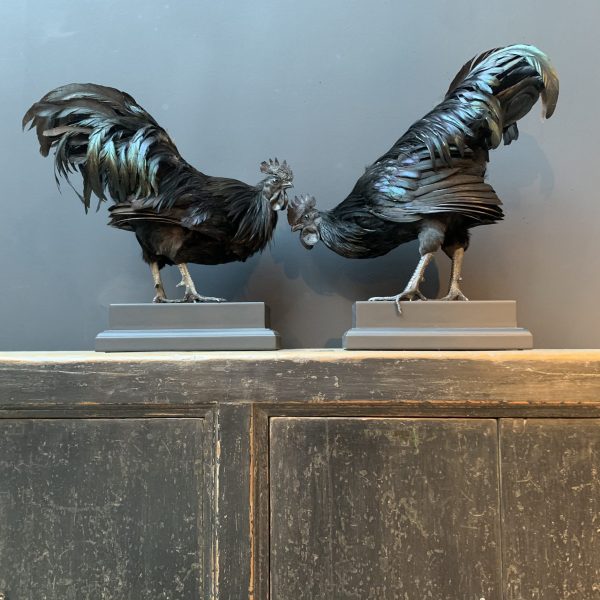 Mounted special Cemani rooster