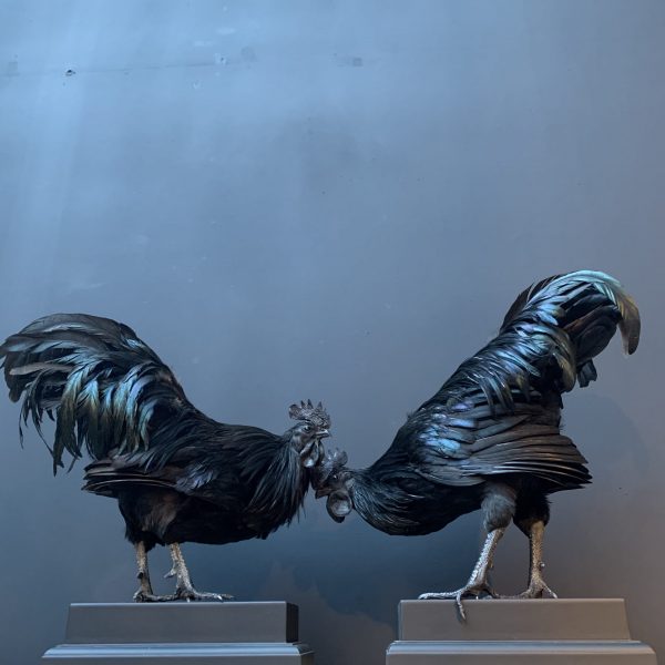 Mounted special Cemani rooster