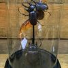 Ancient bell with two big Rhinoceros beetles