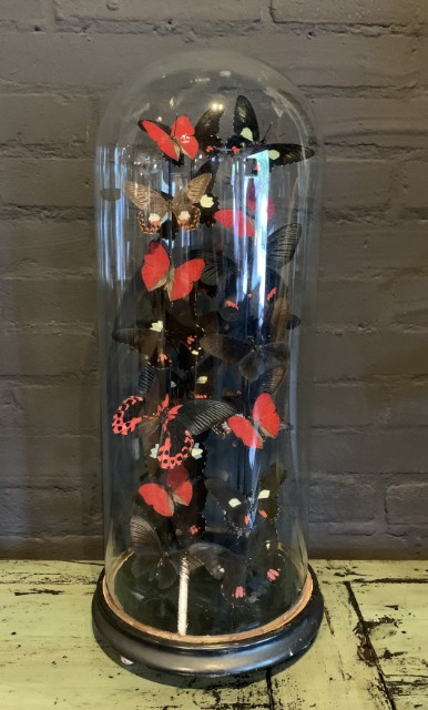 Antique bell jar filled with a mix of black / red butterflies