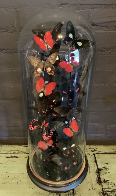 Antique bell jar filled with a mix of black / red butterflies