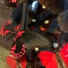 Antique bell jar filled with a mix of black / red butterflies