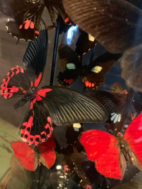 Antieke stolp gevuld met een mix van zwart / rode vlinders