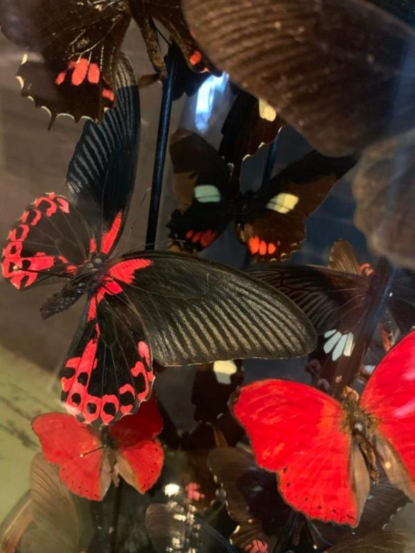 Antique bell jar filled with a mix of black / red butterflies