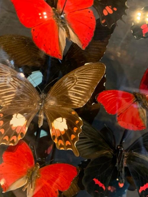 Antique bell jar filled with a mix of black / red butterflies