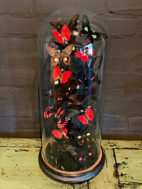 Antique bell jar filled with a mix of black / red butterflies