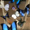 Oude stolp met 3 Attacus Atlas vlinders