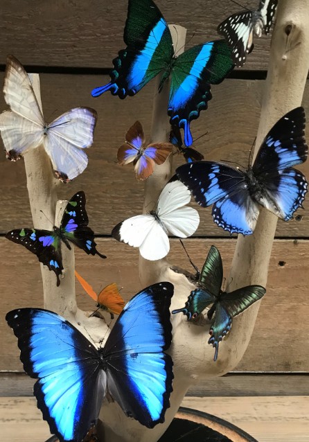 Antique bell jar with butterfly mix on grape branch