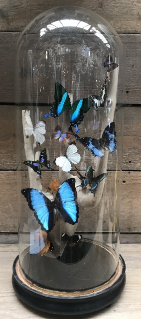 Antique bell jar with butterfly mix on grape branch