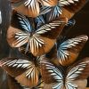 Antique oval bell jar filled with colorful butterflies