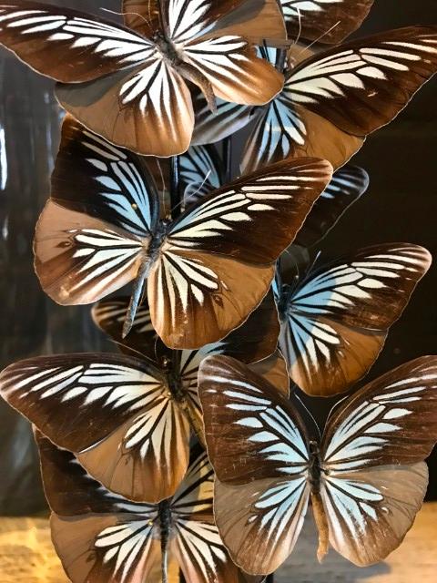 Antieke stolp met vlinders (Pareronia Tritaea)