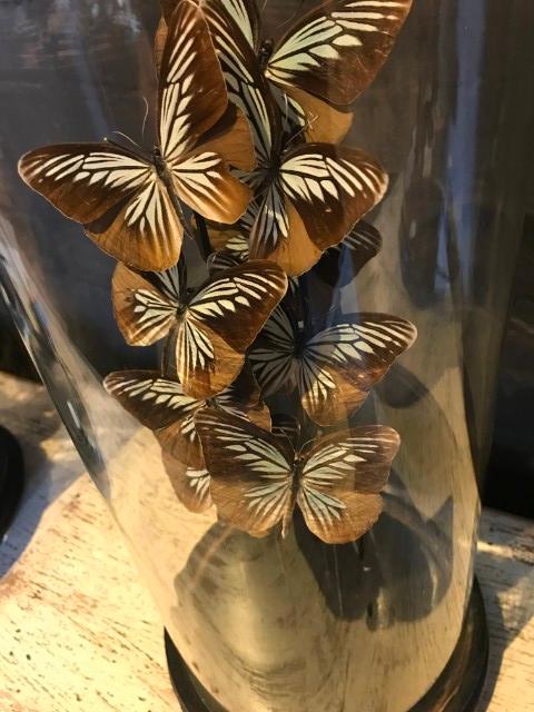 Antike Glasglocke mit Schmetterlingen (Pareronia Tritaea)