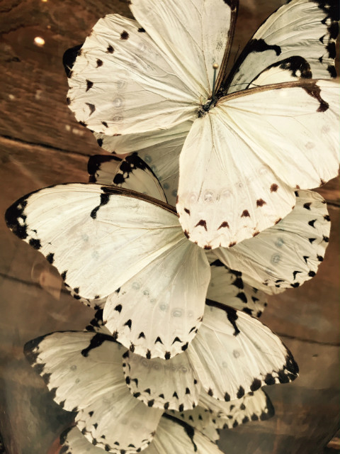 Antique bell with white Catenarius Morpho butterflies