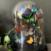 Antikes XXL Glockenglas reich gefüllt mit Schmetterlingen.