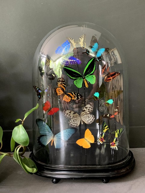 Antique dome filled with a mix of colorful butterflies