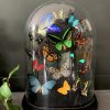 Antique dome filled with a mix of colorful butterflies