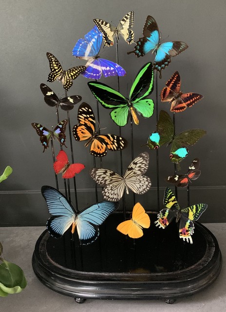 Antique dome filled with a mix of colorful butterflies