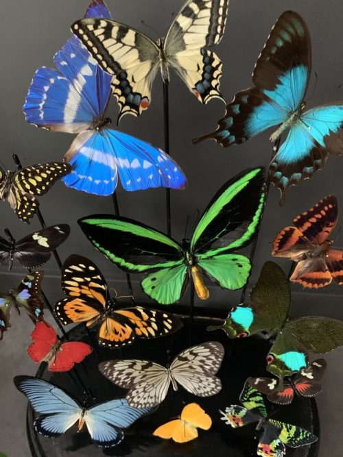 Antike Cloche gefüllt mit einer Mischung aus bunten Schmetterlingen
