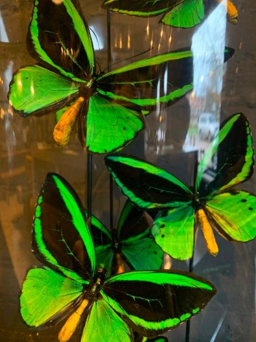 Antique dome filled with Ornithoptera Priamus