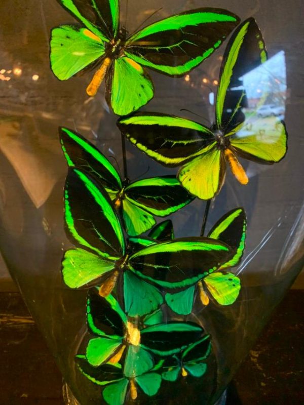 Antique dome filled with Ornithoptera Priamus