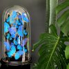 Antique dome richly filled with blue morpho butterflies
