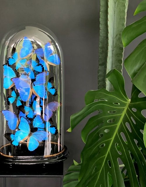 Antieke stolp rijkelijk gevuld met blauwe morpho vlinders