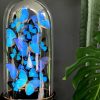 Antique dome richly filled with blue morpho butterflies