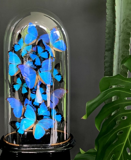 Antike Kuppel reich gefüllt mit blauen Morpho-Schmetterlingen
