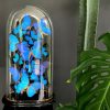 Antique dome richly filled with blue morpho butterflies