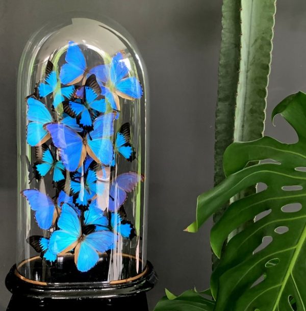 Antieke stolp rijkelijk gevuld met blauwe morpho vlinders