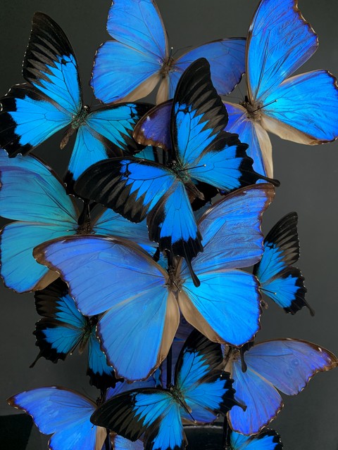 Antieke stolp rijkelijk gevuld met blauwe morpho vlinders