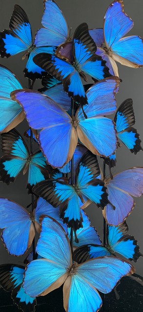 Antieke stolp rijkelijk gevuld met blauwe morpho vlinders