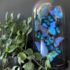 Antique dome richly filled with blue morpho butterflies