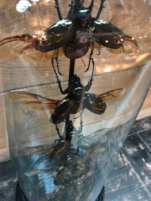 Antique dome with beautiful beetles (Chalcosoma Caucasus)